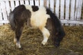 Beautiful pony horse in ranch barn Royalty Free Stock Photo