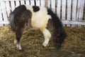 Beautiful pony horse in ranch barn