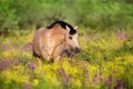 Dun pony in flowers