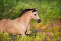 Cremello pony in flowers Royalty Free Stock Photo