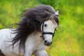 Beautiful pony run Royalty Free Stock Photo