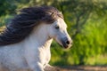 Beautiful pony run Royalty Free Stock Photo