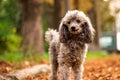 Beautiful poodle in the colorful autumn. Dog in gold park