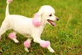 Beautiful poodle on grass background in park