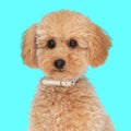 beautiful poodle puppy with collar sitting and looking forward