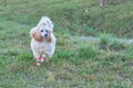 A beautiful poodle with stockings on his feet runs on the grass