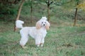 A beautiful poodle with stockings on his feet is standing on the grass