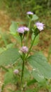 Beautiful pople rose natur green