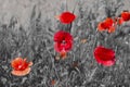 Beautiful poppies on black and white background. Flowers Red poppies blossom on wild field Royalty Free Stock Photo