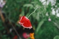 Beautiful poppies blooming in english cottage garden. Close up of red poppy flower with rain drops. Floral wallpaper. Homestead Royalty Free Stock Photo