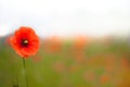 Beautiful poppies in a field