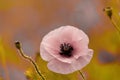 Beautiful poppies. Field Flower Royalty Free Stock Photo