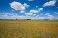 Beautiful poppies fields with high voltage powerline transmission tower Royalty Free Stock Photo