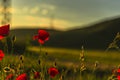 Beautiful poppies flowers field