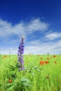 Beautiful poppies on green field