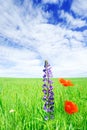 Beautiful poppies on green field