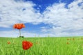 Beautiful poppies on green field