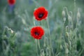 Beautiful poppies Royalty Free Stock Photo