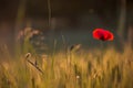 Beautiful poppies in a green meadow