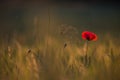 Beautiful poppies in a green meadow