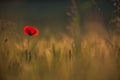 Beautiful poppies in a green meadow