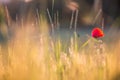 Beautiful poppies in a green meadow