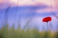 Beautiful poppies in a green meadow