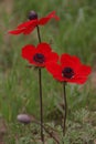 Beautiful poppies in spring