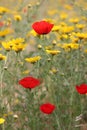 Beautiful poppies in spring in Israel