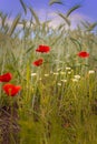 Poppies in a wheat field Royalty Free Stock Photo