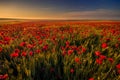 Poppy field in a wheat field against blue sky Royalty Free Stock Photo