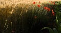 Poppies in a wheat field Royalty Free Stock Photo