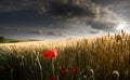 Poppies in a wheat field Royalty Free Stock Photo