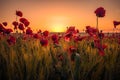 Beautiful poppies in a wheat field on sunrise