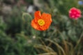 Beautiful poppy blooming in english cottage garden. Close up of orange poppy flower in wild natural garden Royalty Free Stock Photo