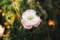 Beautiful poppy blooming in english cottage garden. Close up of pink poppy flower in wild natural garden Royalty Free Stock Photo