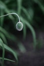 Beautiful poppy bud on a dark green background in a garden Royalty Free Stock Photo