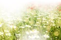 Beautiful poppy and daisy flowers sunny background Royalty Free Stock Photo