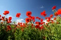 Beautiful poppy field