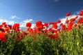 Beautiful poppy field