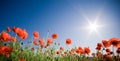 Beautiful poppy field