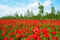 Beautiful poppy field beneath the blue sky