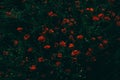 A beautiful poppy field in a dark key