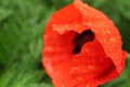 Beautiful poppy flower with dew drops outdoors, closeup. Space for text Royalty Free Stock Photo