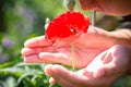 Beautiful poppy flower in girls hand in poppy field Royalty Free Stock Photo