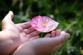 Beautiful poppy flower in girls hand in poppy field Royalty Free Stock Photo