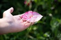 Beautiful poppy flower in girls hand in poppy field Royalty Free Stock Photo