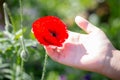 Beautiful poppy flower in girls hand in poppy field Royalty Free Stock Photo