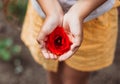 Beautiful poppy flower in girls hand in poppy field Royalty Free Stock Photo