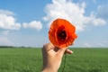 Beautiful poppy flower in girls hand in green peas Field Royalty Free Stock Photo